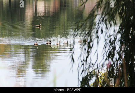 some ducks on a lake at Sassenage near Grenoble France  Des canards sur un lac a Sassenage a cote de Grenoble paisible repos Stock Photo