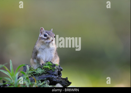 Feral Siberian chipmunk (Eutamias sibiricus - Tamias sibiricus) - 'Forêt de Soignes' wood - Brussels - Belgium Stock Photo