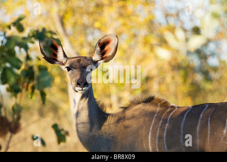 Female Greater Kudu antelope, Tragelaphus strepsiceros, in Kruger National Park, South Africa Stock Photo