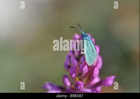 Common forester (Procris statices - Adscita statices) gathering nectar on a wild orchid in summer - Cevennes - France Stock Photo