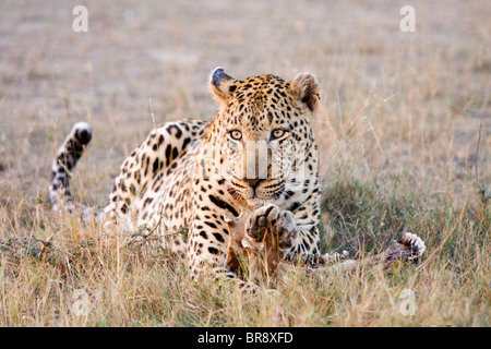 A solitary leopard, Panthera pardus, feeding on and eating a kill in Kruger National Park in South Africa Stock Photo