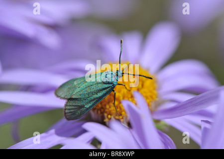 Common forester (Procris statices - Adscita statices) gathering nectar on a wild flower in summer - Cevennes - France Stock Photo