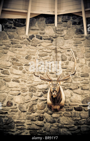 A trophy class elk head mounted on a wall in a lodge. Stock Photo