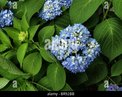 hydrangea plant with blue and purple flowers and deep green leaves in full bloom in the summer Stock Photo