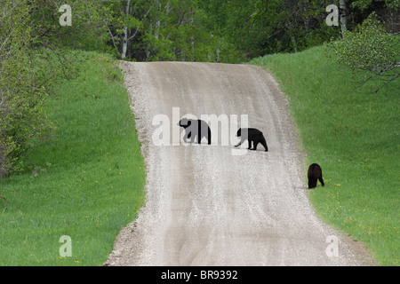 Black Bear Ursus americanus mother Black Bear crossing the road with her two small cubs Stock Photo