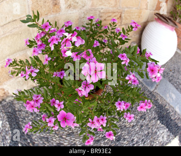 Geranium Flower Pots Outside Classic Villa  In Lindos Rhodes Greek Islands Greece Hellas Stock Photo