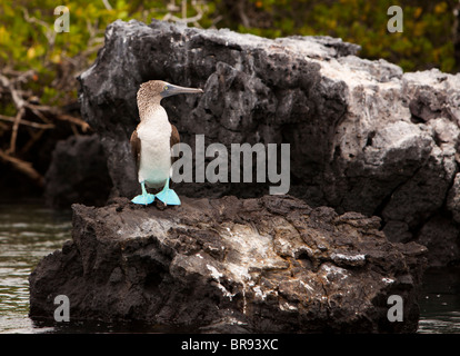 Blue Footed Booby On Rock Stock Photo