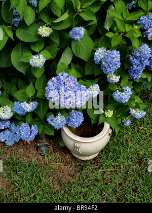 hydrangea plant with blue and purple flowers and deep green leaves in full bloom in the summer Stock Photo