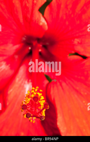 Hibiscus flower Malaysia national flower Bunga Raya Stock Photo - Alamy