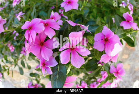 Geranium Flower Pots Outside Classic Villa  In Lindos Rhodes Greek Islands Greece Hellas Stock Photo