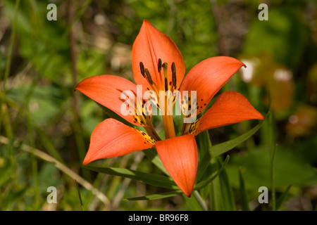 Wood Lily in Flower in Golden, British Columbia, Canada Stock Photo