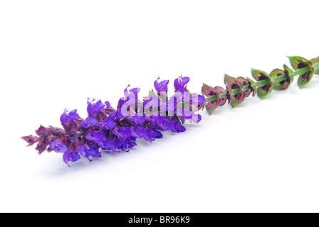 Salbeiblüte freigestellt - sage flower isolated 06 Stock Photo