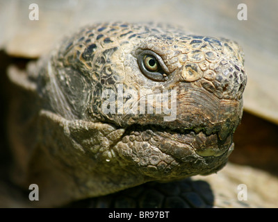 Desert Tortoise (Gopherus agassizii) in California Stock Photo
