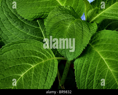 hydrangea plant with blue and purple flowers and deep green leaves in full bloom in the summer Stock Photo