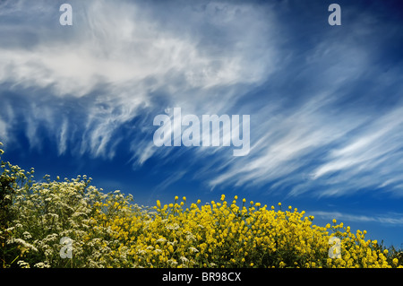 A bank of yellow wildflowers and high clouds in a blue sky Stock Photo