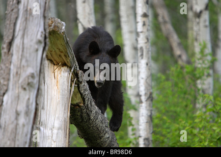 Black Bear Ursus americanus yearling cub walking along a fallen tree trunk making eye contact Stock Photo