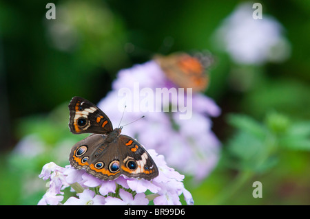 Common Buckeye (Junonia coenia) butterfly