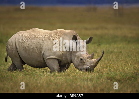 Africa Kenya Lake Nakuru National Park. A northern white rhinoceros considered Critically Endangered. walks across grasslands. Stock Photo