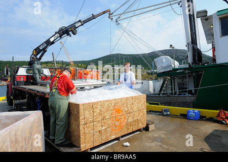 Hannah Boden Swordfish Boat In Bay Bulls, Newfoundland Off Loading Her Catch, Captain Linda Greenlaw Stock Photo