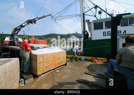 Hannah Boden Swordfish Boat In Bay Bulls, Newfoundland Off Loading Her Catch, Captain Linda Greenlaw Stock Photo