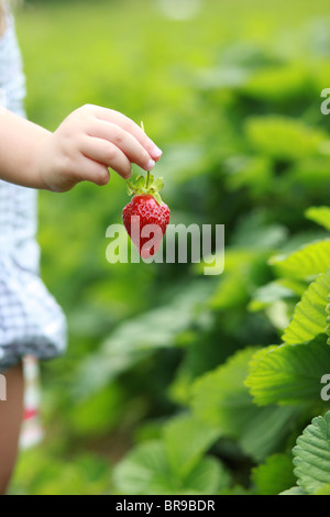 Little girl picking strawberries in a strawberry field Stock Photo