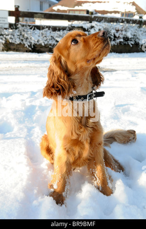 Springer spaniel x golden 2024 retriever