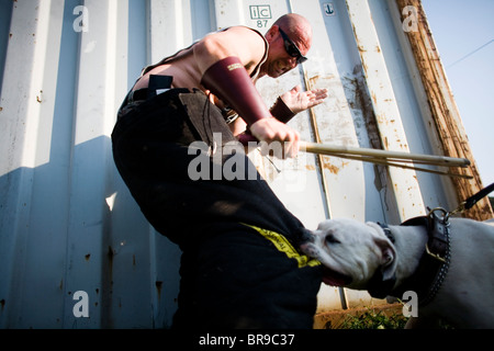 Man trains dog in Jeffersonville New York. Stock Photo