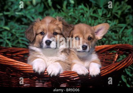 TWO WELSH CORGI PUPPIES IN BASKET Stock Photo