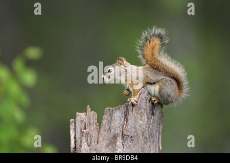 Red Squirrel Sciurus vulgaris in profile sitting on the top of an old tree stump Stock Photo