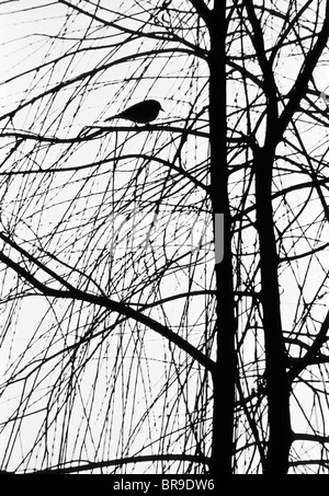 POSTERIZATION OF BIRD PERCHED ON BRANCH OF TREE Stock Photo