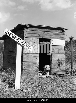 1950s COCKER SPANIEL PUPPY IN DOGHOUSE WITH BEWARE OF DOG SIGN Stock Photo