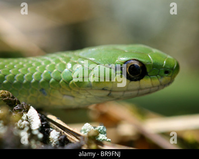 Smooth Green Snake (Opheodrys or Liochlorophis vernalis) in Ontario, Canada Stock Photo