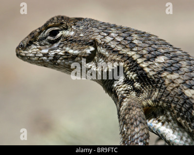 Western Fence Lizard (Sceloporus occidentalis) in Los Osos, California Stock Photo