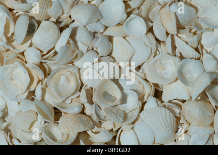 Close-up of the Coquina shells that form Shell Beach in Shark Bay, West Australia. Stock Photo