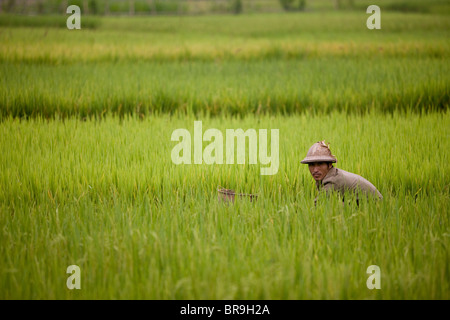 Vietnamese man gathers herbs for food in rice paddy Stock Photo