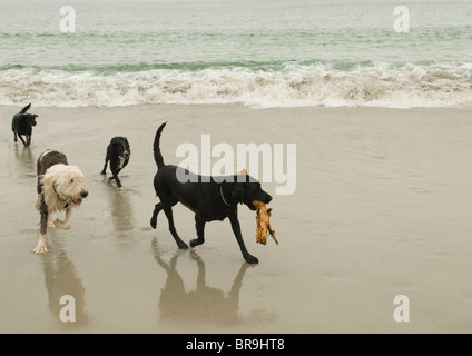 Dogs play fetch on the beach in Carmel-by-the-Sea California. Stock Photo