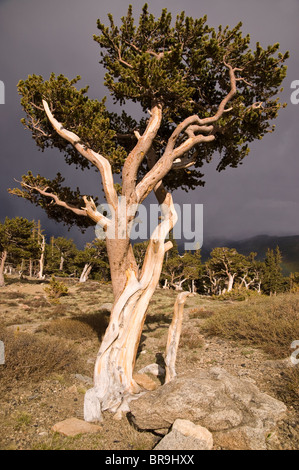 Oldest Living Tree Seeds 20 Bristlecone Pine Seeds (Pinus Aristata) |  World's Oldest Living Tree, Evergreen Bonsai Oldest Tree Seeds World