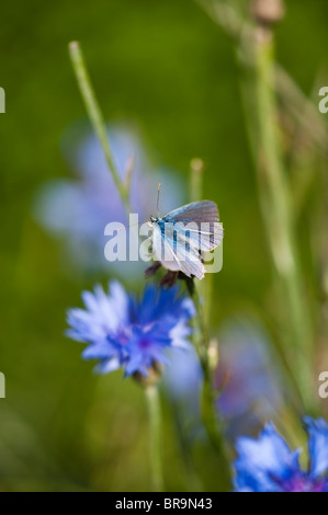 A cornflower Centaurea cyanus with blue petals and a green stem is ...