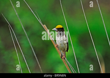 Male Black-breasted Weaver (Ploceus benghalensis) in Breeding Plumage in a marsh in Gujarat, India Stock Photo