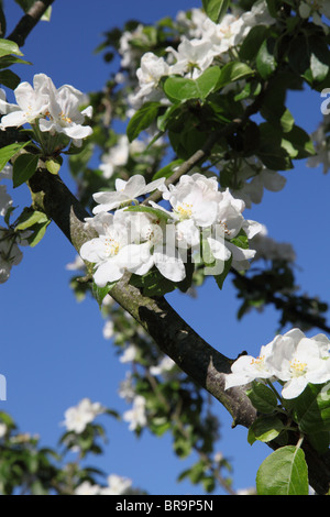 White apple blossom Stock Photo