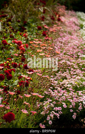 Mixed flower summer border at The Walled Gardens of Cannington in Somerset, United Kingdom Stock Photo