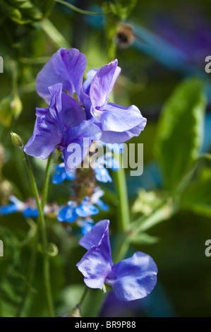 Sweet Pea, Lathyrus odoratus 'Oxford Blue', in flower Stock Photo