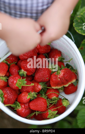 Little girl holding bucket full of strawberries Stock Photo