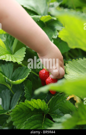 Little girl picking strawberries in a strawberry field Stock Photo