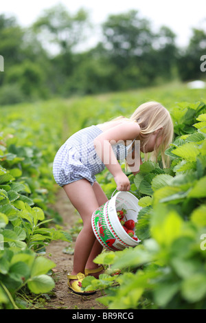 Little girl picking strawberries in a strawberry field Stock Photo