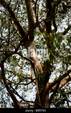 Eucalyptus Perriniana, Spinning Gum Tree Stock Photo