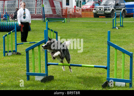 A dog jumping hurdles during an agility test at the Sandringham Game and Country Fair Stock Photo