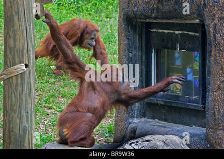 Orangutan Using Computer Orangutans Playing Computer Game at Zoo Atlanta Stock Photo - Alamy