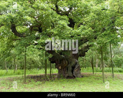 The Major Oak in Sherwood Forest, Nottinghamshire England UK Stock Photo