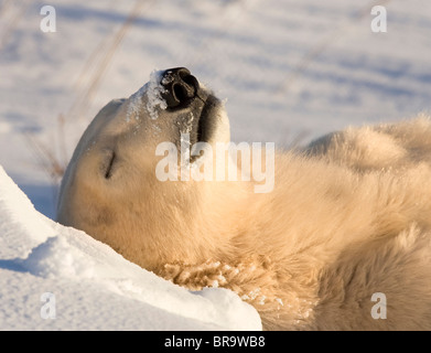 Canada, Manitoba, Hudson Bay, Churchill. Sleeping polar bear. Stock Photo